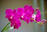 053_Orchidea.jpg