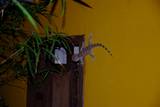 083_Il_geco_compagno_di_stanza.jpg
